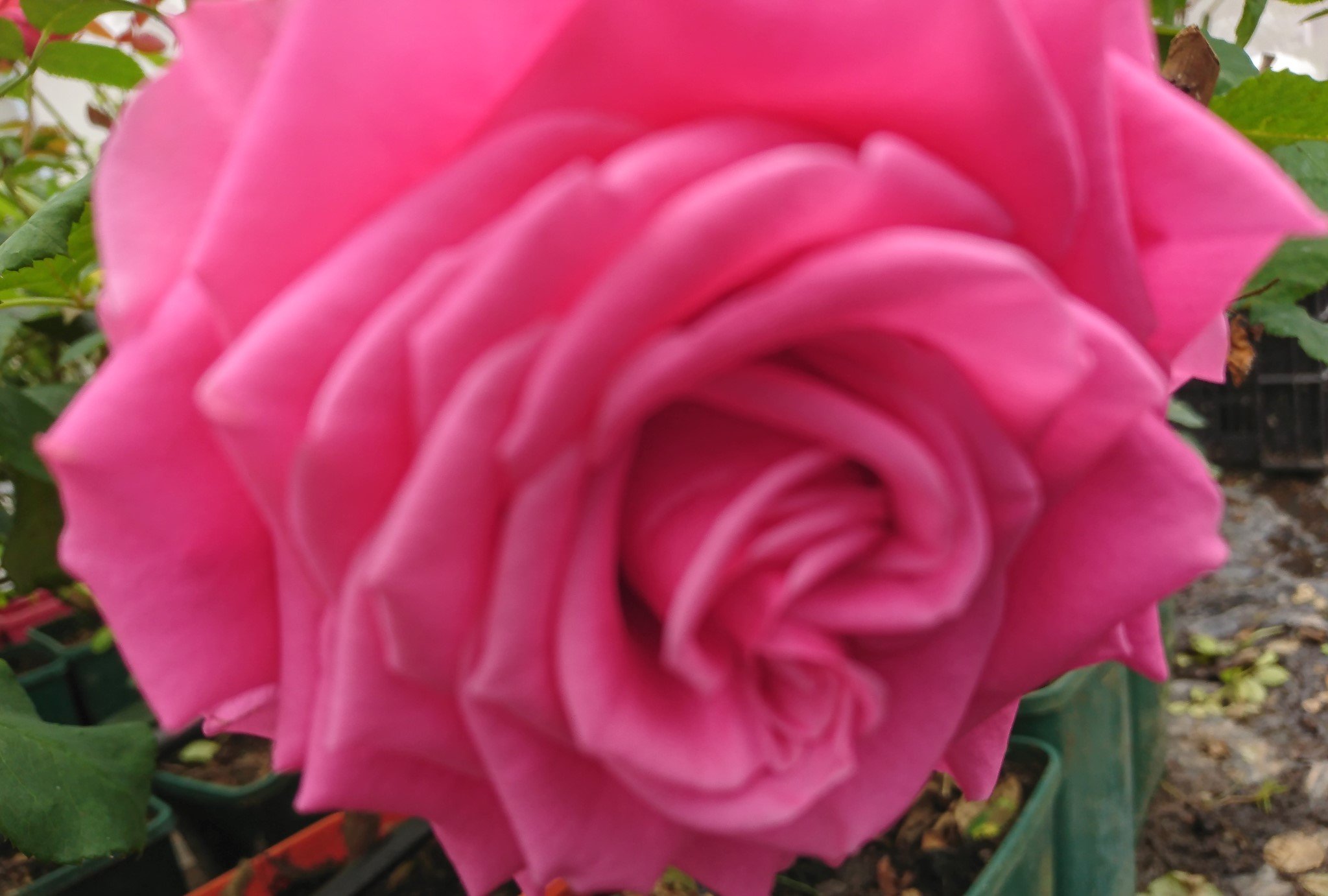 Hybrid Tea Rose Plants Eumundi Roses