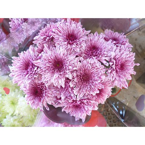 Chrysanthemum Pip Pink