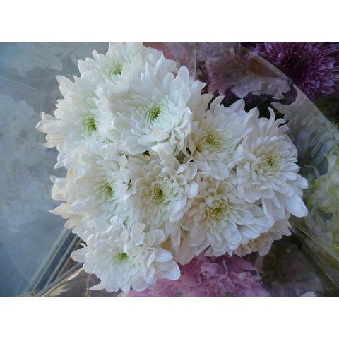 Chrysanthemum Double White