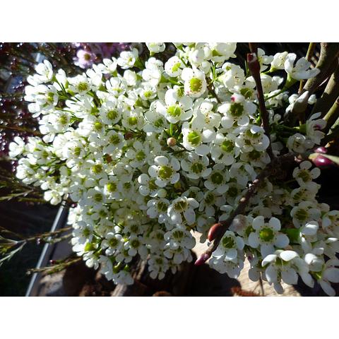 waxflower/pearlflower white