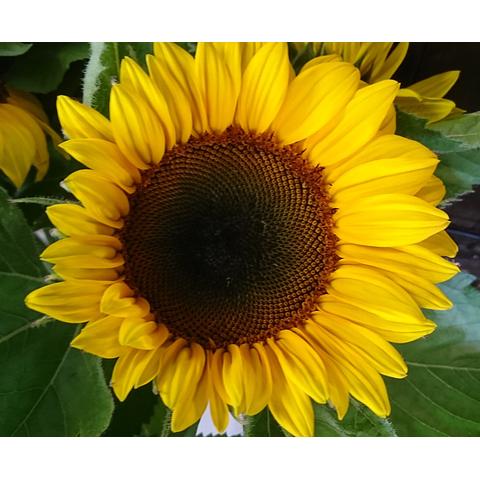 Sunflower Bunch