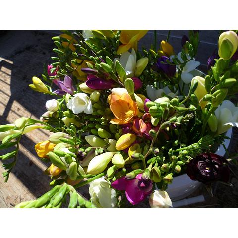 Freesia mixed colours available July/Sept