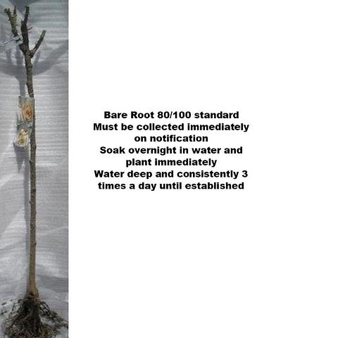 Pre-order Weeping Standard 1.2 metres bare-root