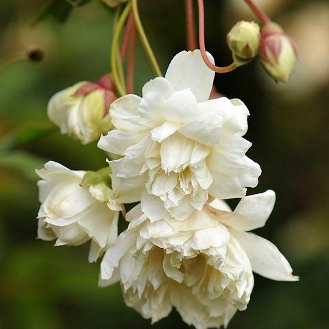 White Banksia Rose 110mm pot not grafted