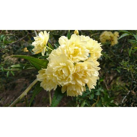 Yellow Banksia Rose 220mm pot not grafted copy copy