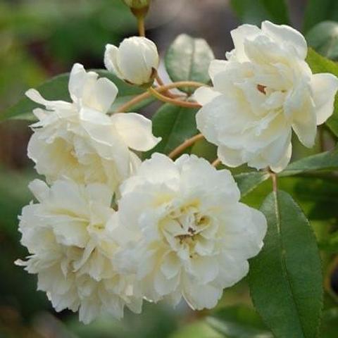 White Banksia Rose 220mm pot not grafted copy