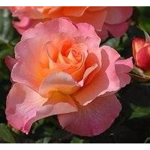 Rose Plant: Augusta Luise