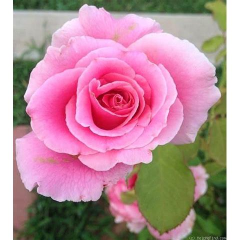 Rose Plant: Bewitched