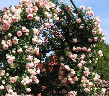 Pierre De Ronsard — Eumundi Roses