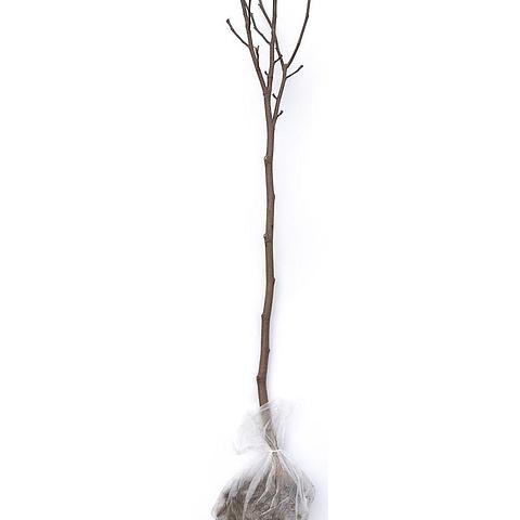 90cm Standard Bare Root