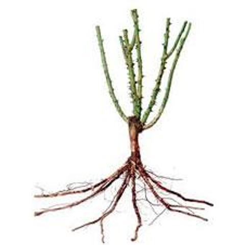 Bush Bare Root