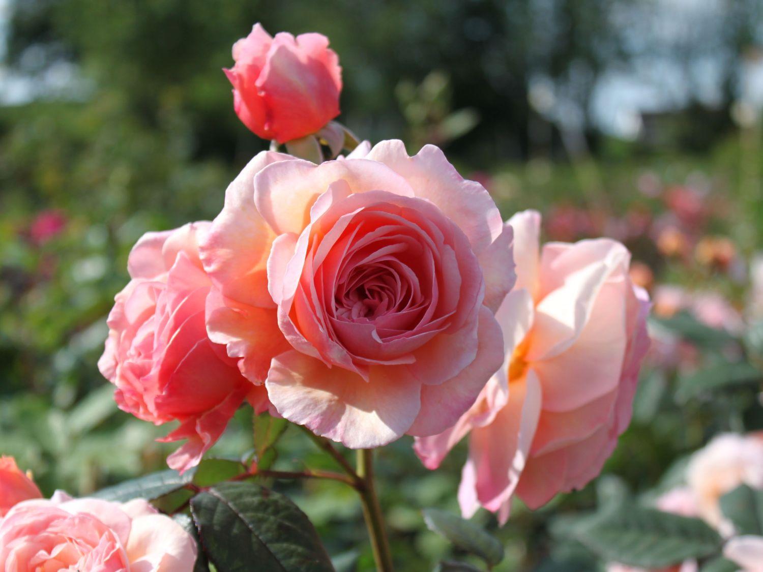 A Shropshire Lad — Eumundi Roses