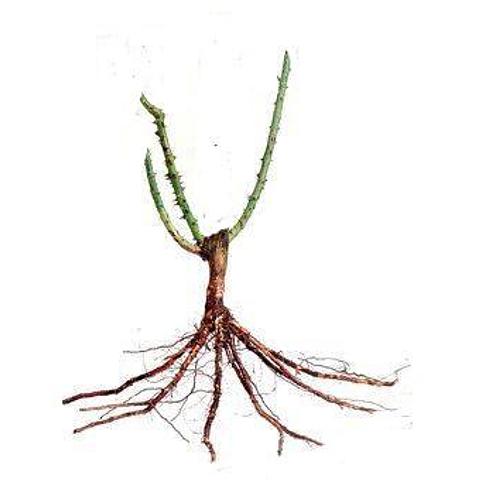 Climber Bare Root (Winter Only)