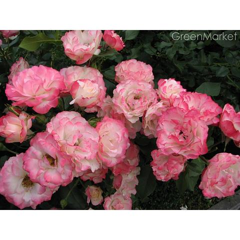 Roses List — Eumundi Roses