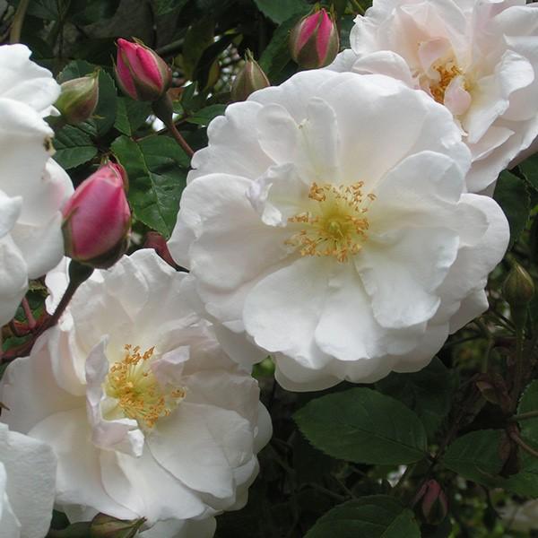 Adelaide de Orleans Climbing — Eumundi Roses