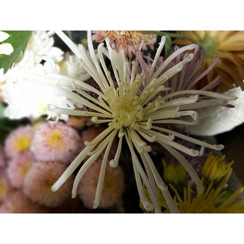 Seaton's Chrysanthemum mixed