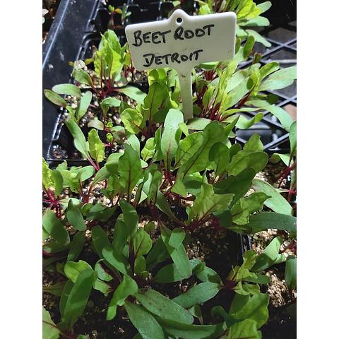 Beetroot Varieties