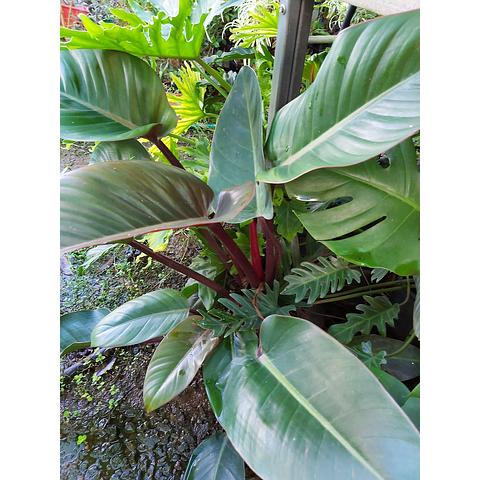 Philodendron Plant Varieties