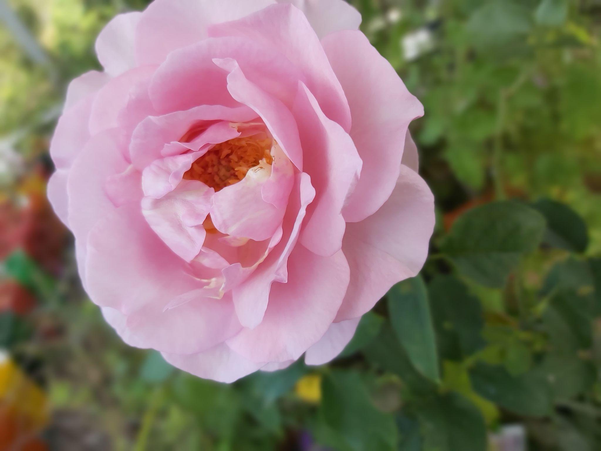 Souvenir de Louis Amade — Eumundi Roses