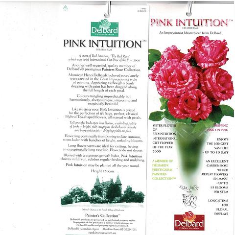Pink Intuition