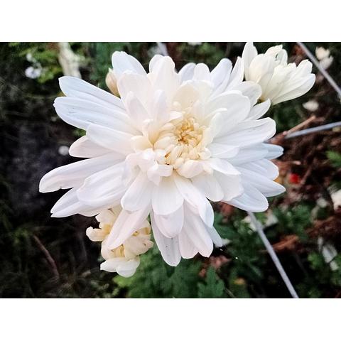 Chrysanthemum double white