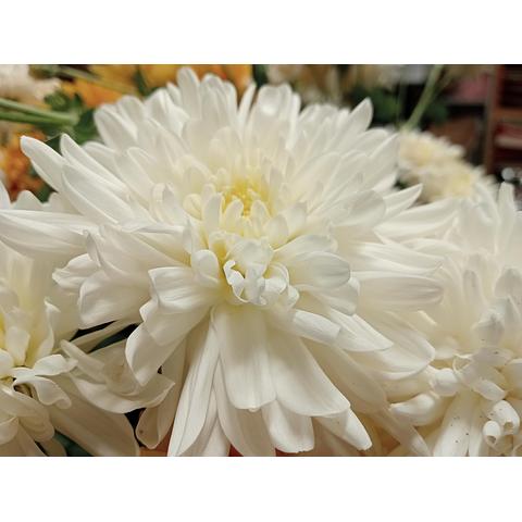 Chrysanthemum large double white