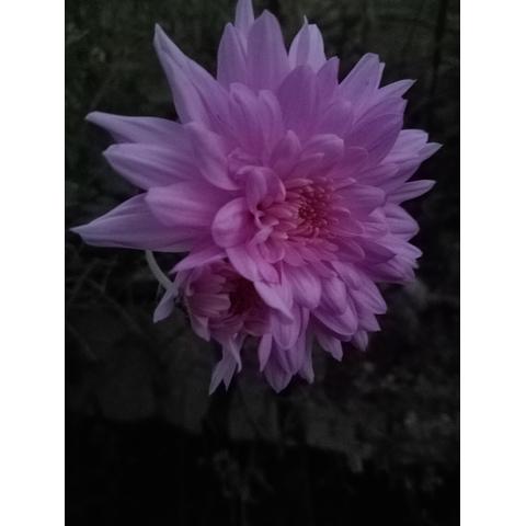 Chrysanthemum double pink