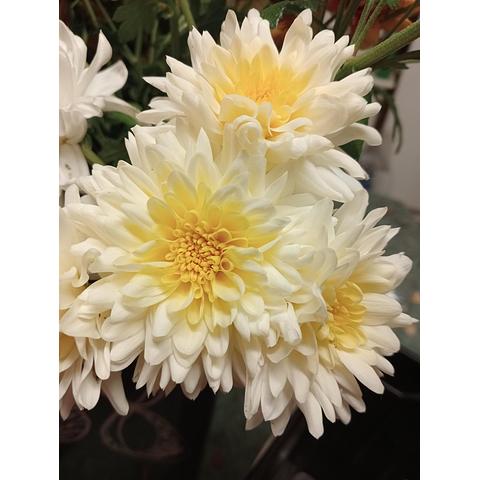 Chrysanthemum double cream/lemon