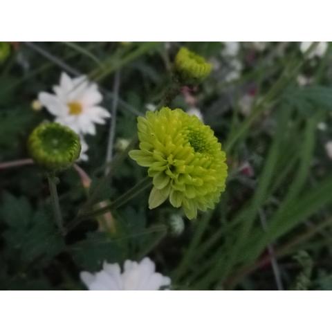 Chrysanthemum Green Pom Pom