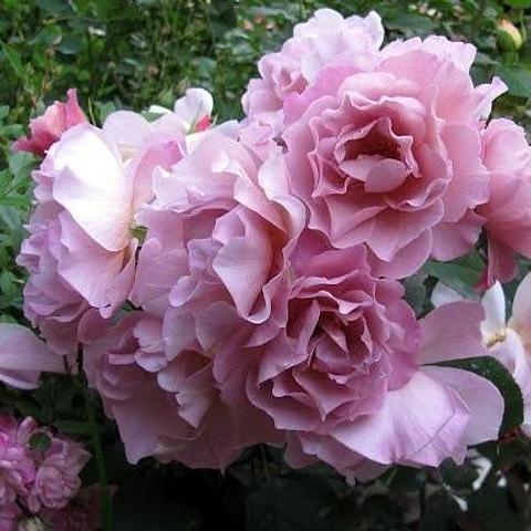 Lavender Pinocchio Rose — Eumundi Roses